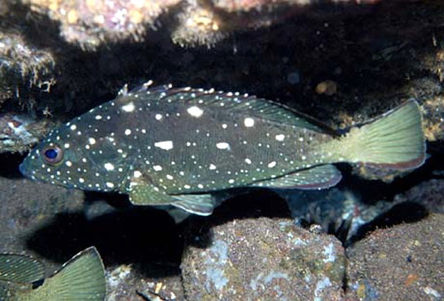Epinephelus labriformis
