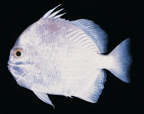 Ephippus orbis