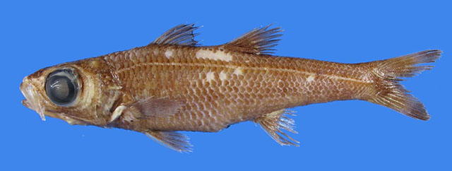 Epigonus pectinifer