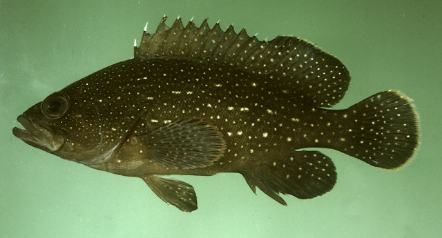 Epinephelus polystigma