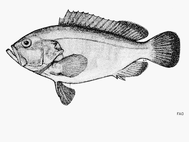 Epinephelus trophis