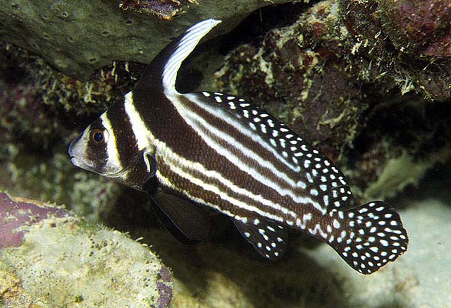 Eques punctatus