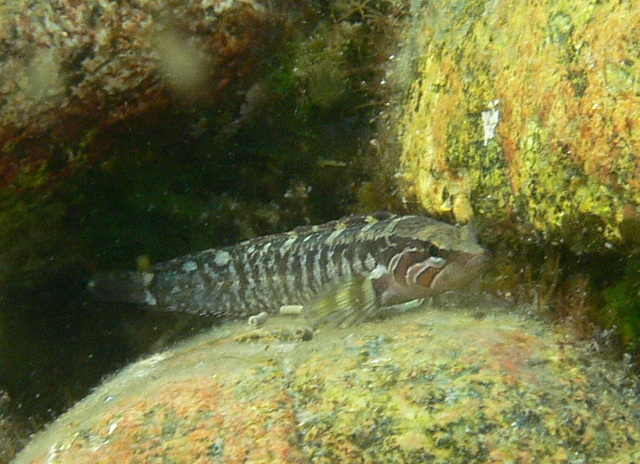 Ernogrammus hexagrammus