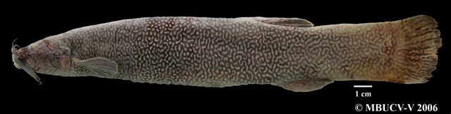 Eremophilus mutisii