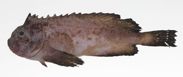 Erisphex philippinus