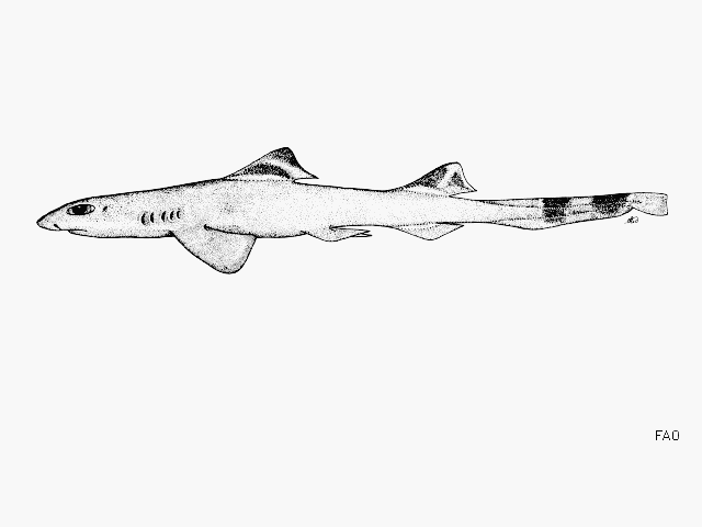 Eridacnis radcliffei