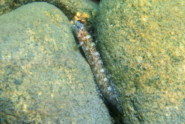 Ernogrammus zhirmunskii
