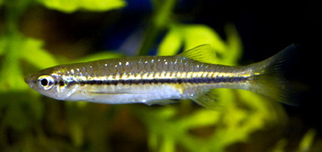 Esomus lineatus