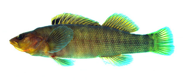 Etheostoma acuticeps