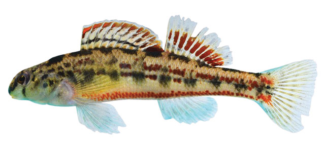 Etheostoma birminghamense