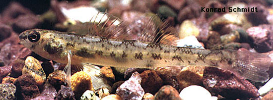 Etheostoma chlorosomum