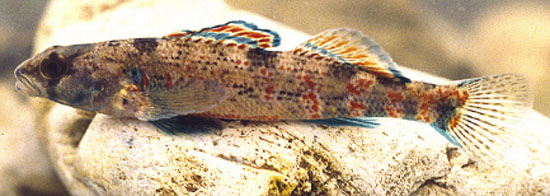 Etheostoma collettei