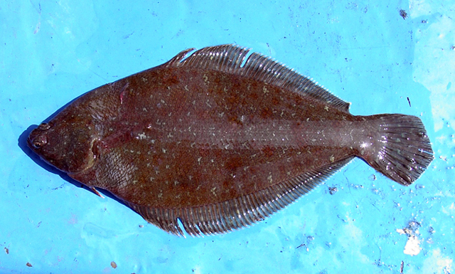Etropus ectenes