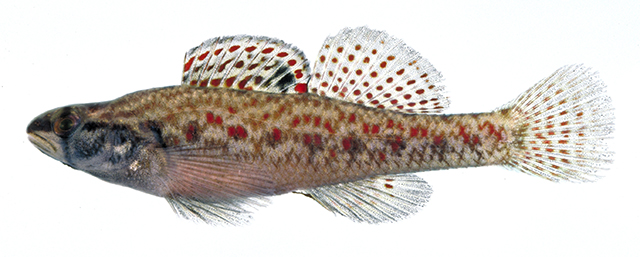 Etheostoma edwini