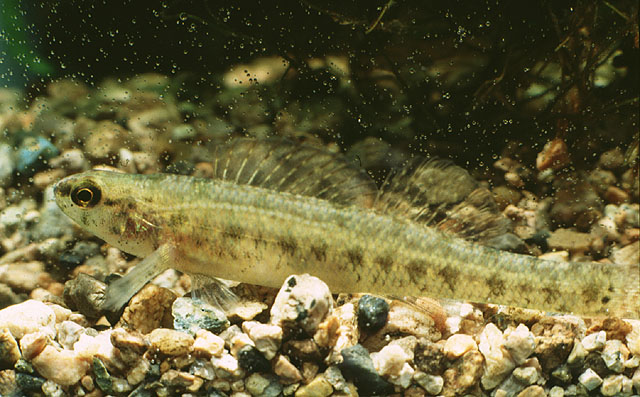Etheostoma fusiforme