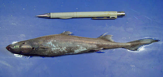 Etmopterus schultzi