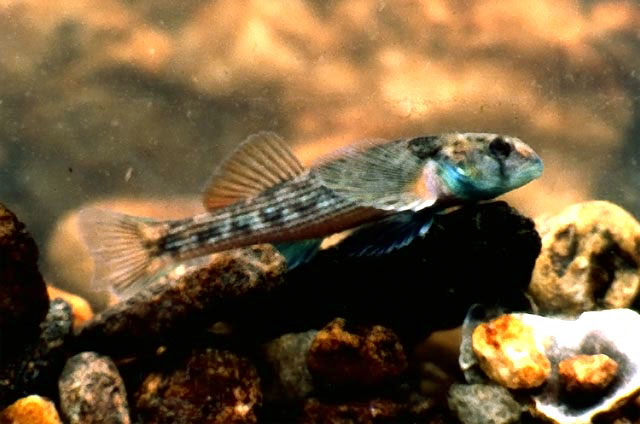 Etheostoma inscriptum
