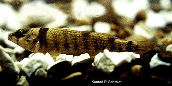 Etheostoma juliae