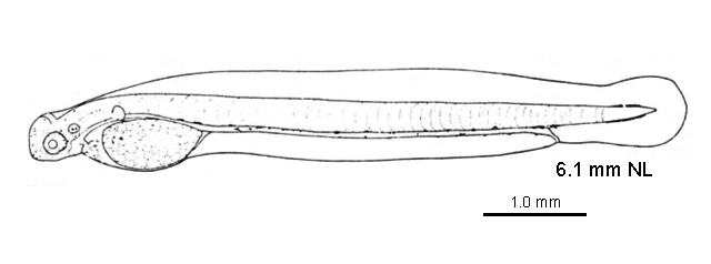 Ethmidium maculatum