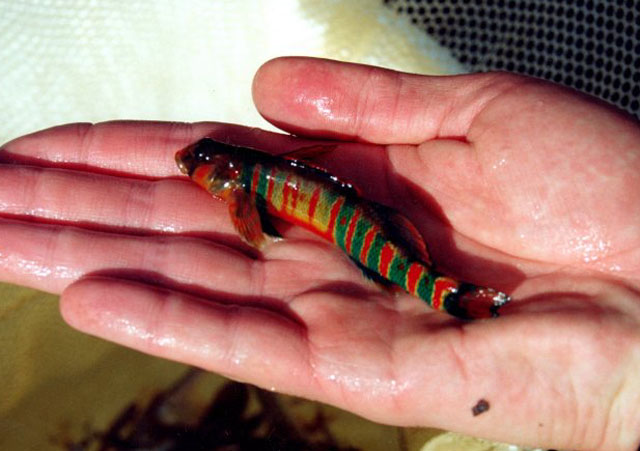 Etheostoma osburni