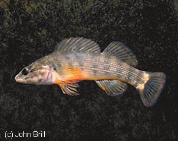 Etheostoma rufilineatum