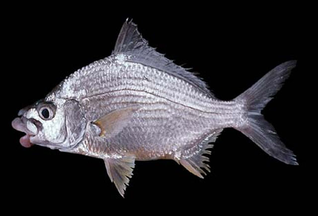 Eugerres brevimanus