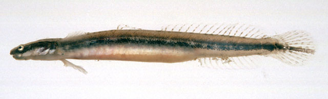 Eutaeniichthys gilli