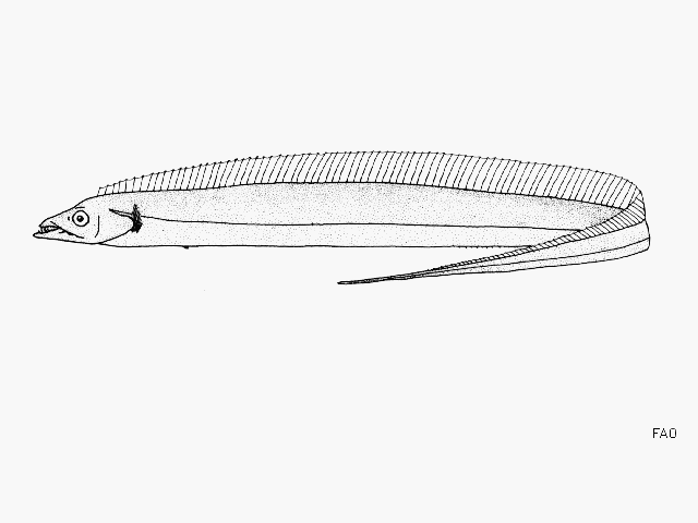 Eupleurogrammus glossodon