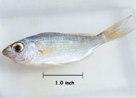 Eucinostomus harengulus