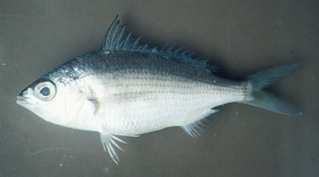 Eucinostomus jonesii