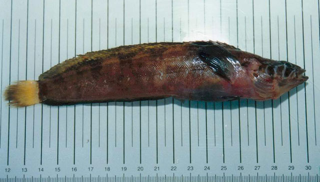 Eumesogrammus praecisus