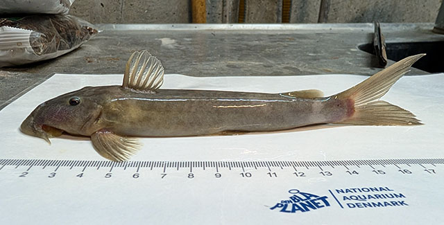 Euchilichthys royauxi