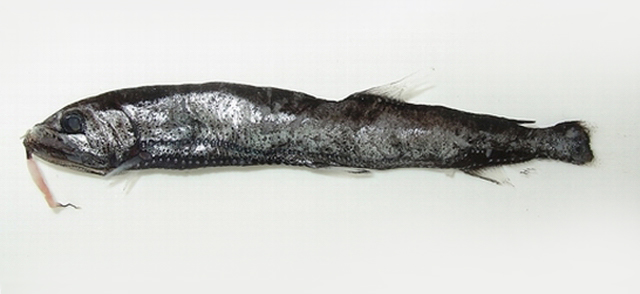 Eupogonesthes xenicus