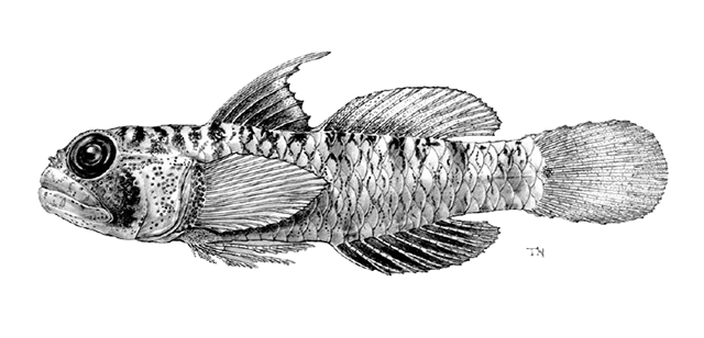 Eviota aquila