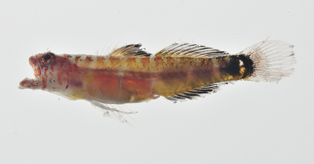 Eviota deminuta