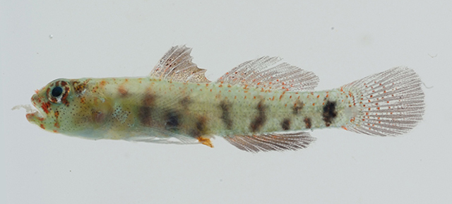 Eviota hinanoae