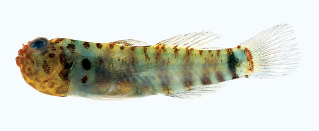 Eviota irrasa