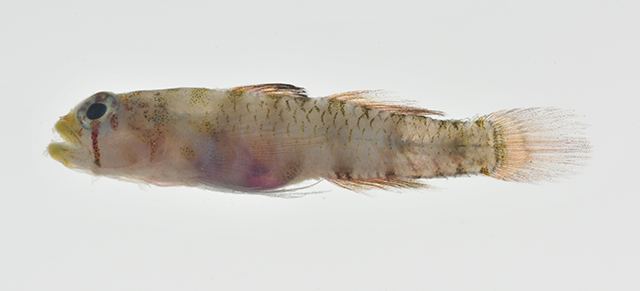 Eviota lacrimosa