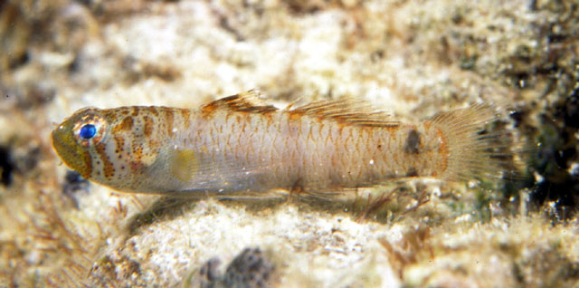 Eviota nebulosa