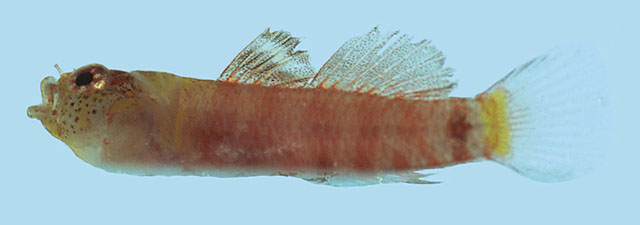 Eviota occasa