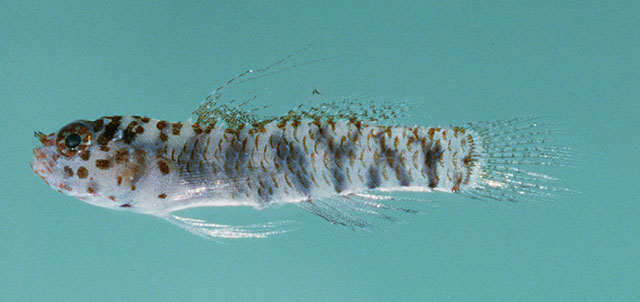 Eviota pardalota