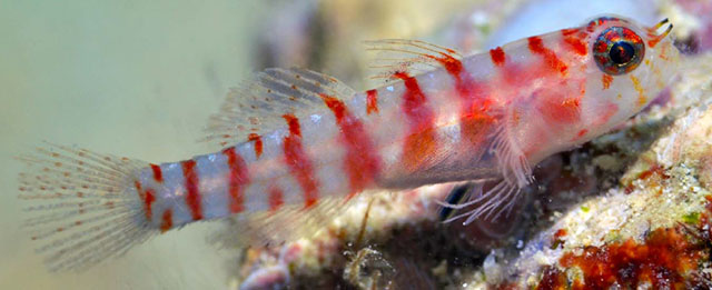 Eviota pinocchioi