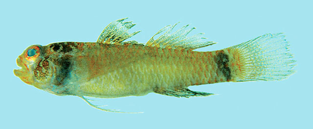 Eviota richardi