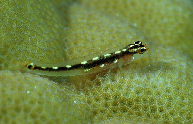 Eviota sebreei
