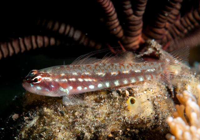 Eviota spilota