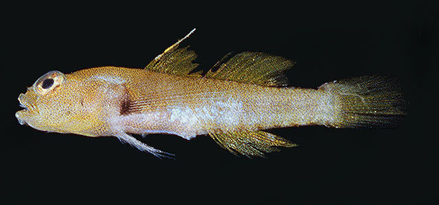 Evspp_uw.jpg