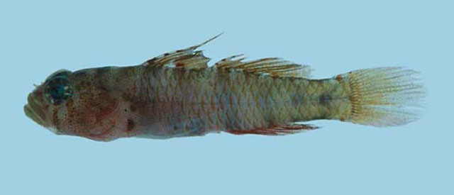 Eviota variola