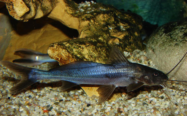 Exallodontus aguanai