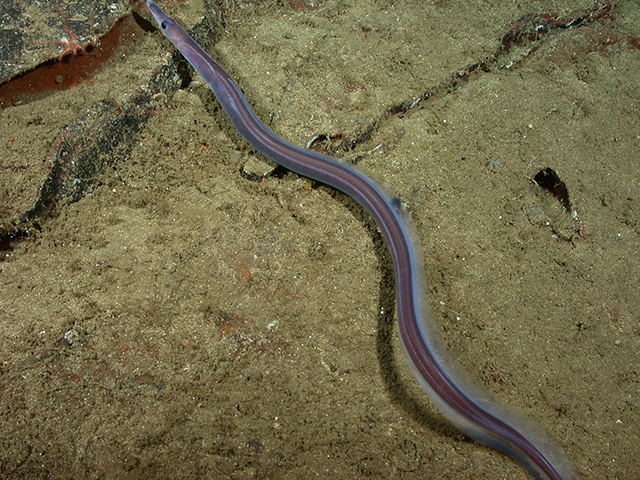 Facciolella equatorialis