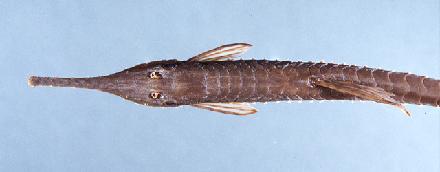 Faodo_u0.jpg